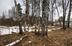 Средь берёз