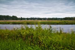 Цветы на ветру