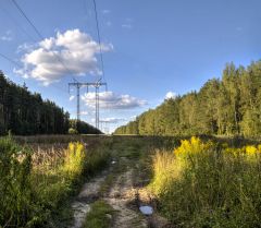 Солидаго, освещённое солнцем