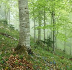 В буковом лесу 1