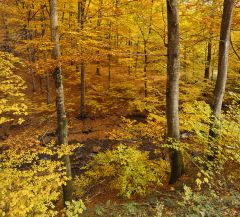 осень в буковом лесу