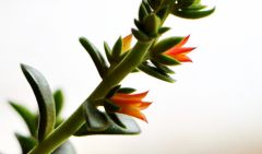 Цветовые вспышки