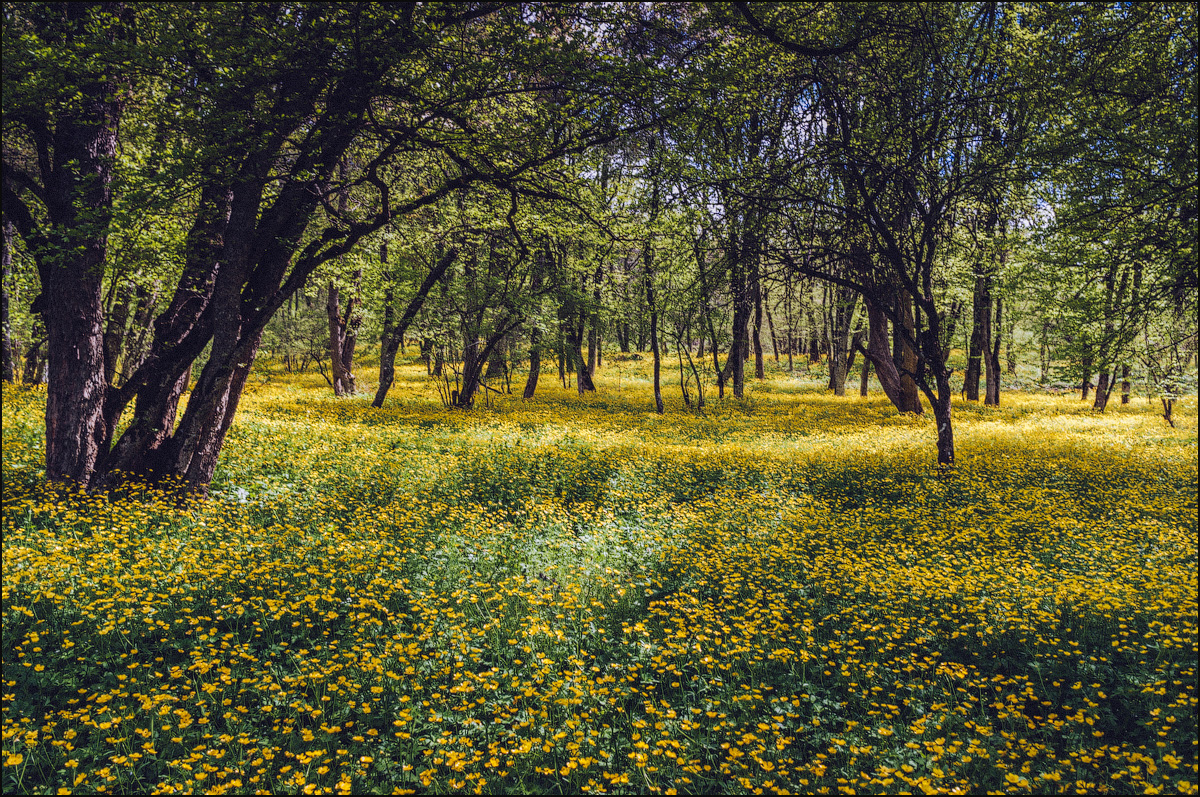 Весенний лес (Крым)