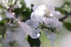 Белоснежка