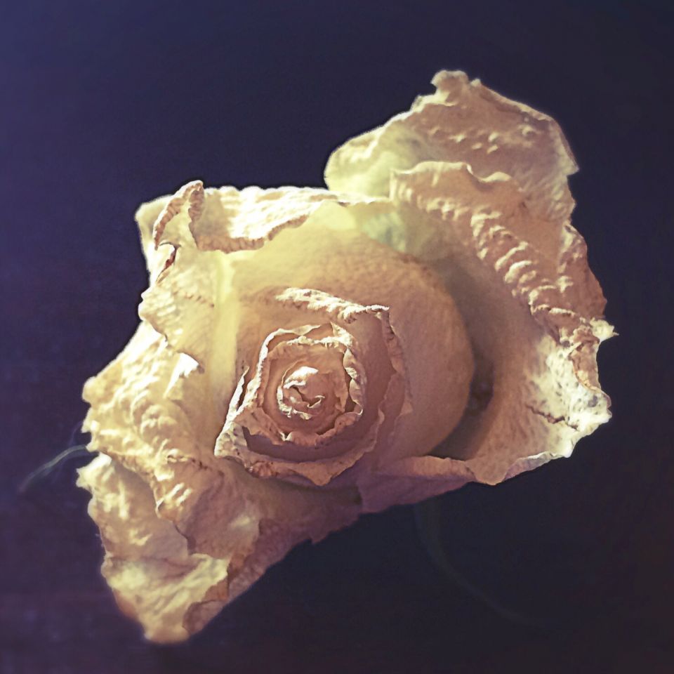 Сухая роза
