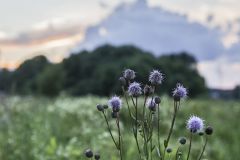 Скромное обаяние чертополоха