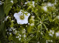 Сердце цветка. Покушение.