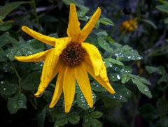 Осень, она не спросит, осень - она придёт...