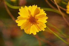 Солнечный цветок