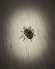 Короткий рассказ о протяжённости первой весенней мухи