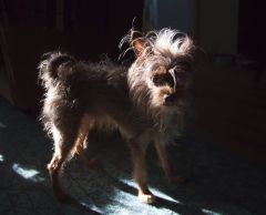 Мой солнечный пёс