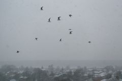 Чайки во время снегопада