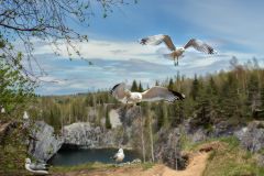 Чайки в горном парке Рускеала