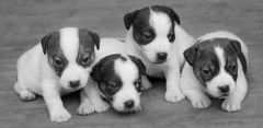 puppies by strong pride kennel