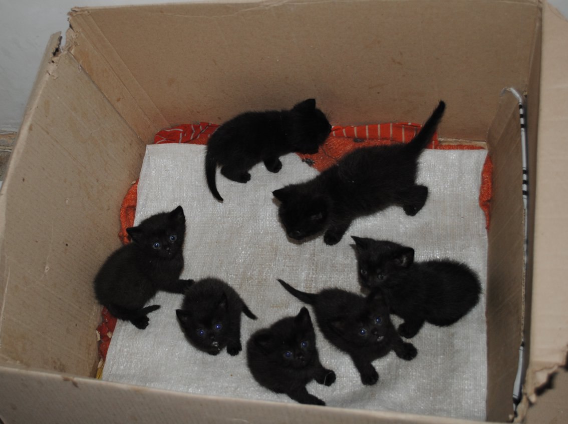 Какие котята рождаются у черной кошки. Черный котенок в коробке. Черные Новорожденные котята. Продают котят. Новорожденный черный котенок.