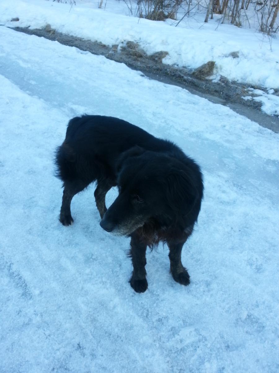 Потерянные собаки москва и область. Найдена большая черная собака. Найден черный пес. Собака в деревне. Найдена собака Московская область.