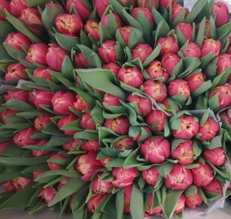 Тюльпаны оптом цена. Купить тюльпаны в Серпухове оптом от производителя.