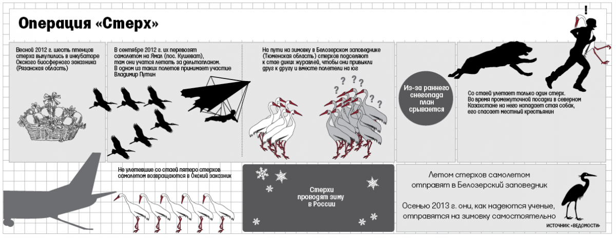 Сорвемся. Путин и стерхи. Журавли инфографика. Карта обитания журавля. Путин Стерх рисунок.