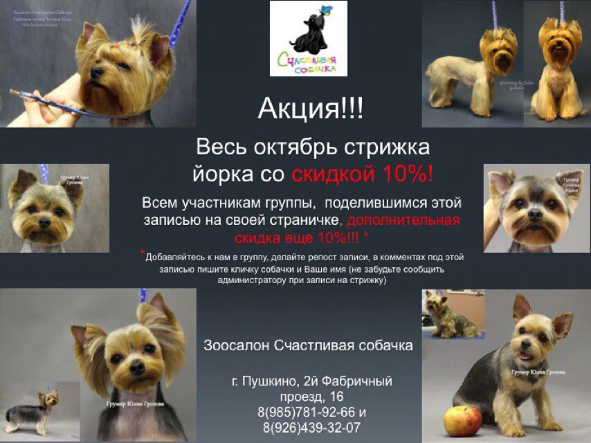 Салон по стрижке собак в московской области