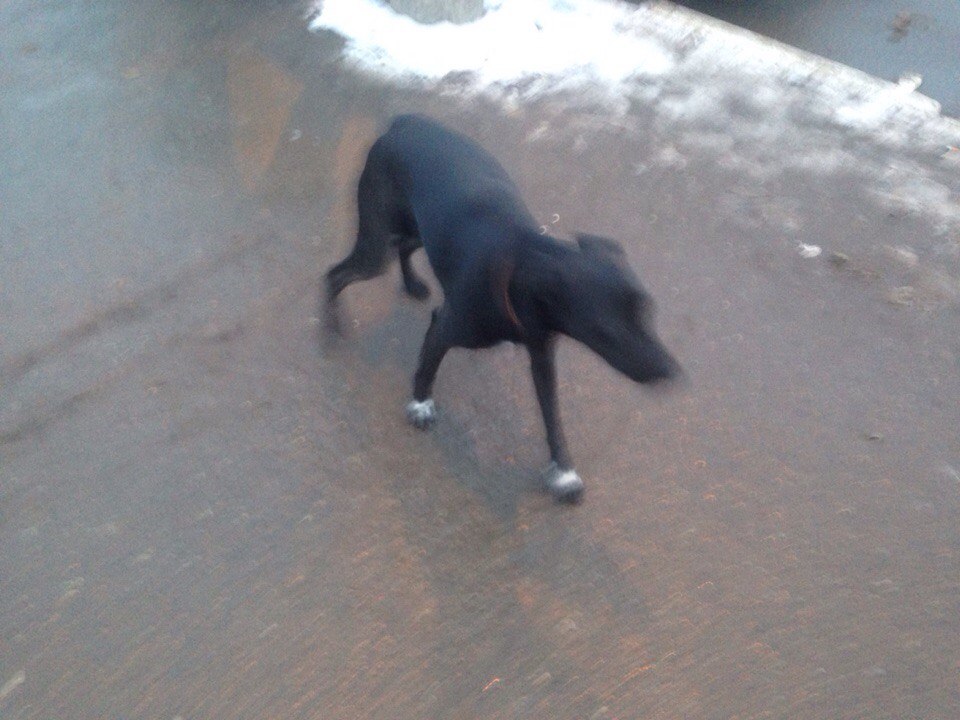 Сон напала черная собака. Потерялась собака маленькая черная гладкошерстная. Найдена черная собака СПБ. Пропал щенок сука черная с белыми лапками. Чёрная собака на Ротон бутылка.