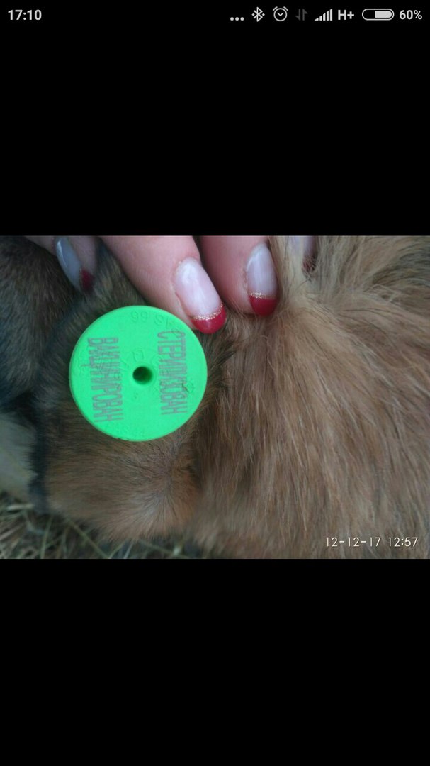 Что означает бирка на собаке. Собака с зеленой биркой в ухе.