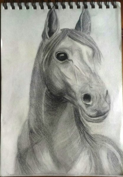 Портрет лошадки