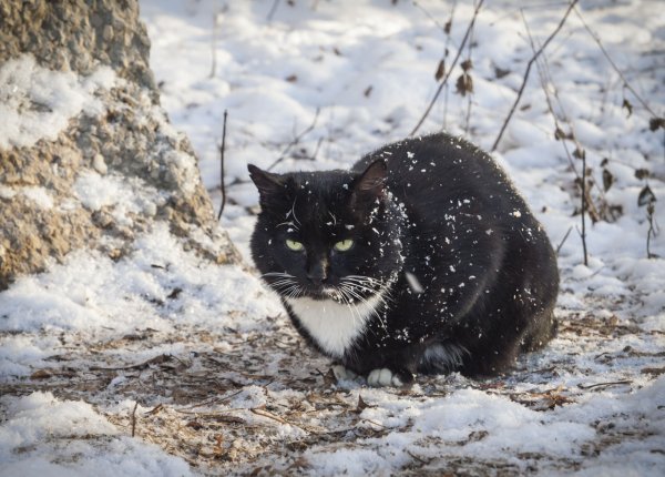 Кот сибирский, одна штука