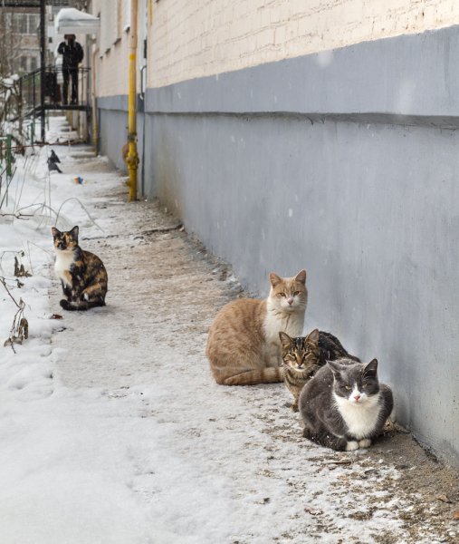 Котики, птички и человеки