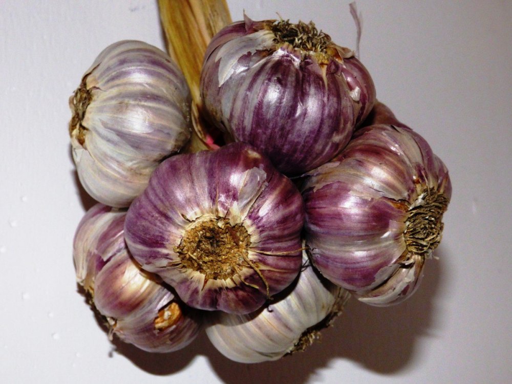 garlic_kitchen_spice_a_vegetable_g_wkowaty_garlic_g_wkowaty_plant_food-998096.jpg!d.jpg
