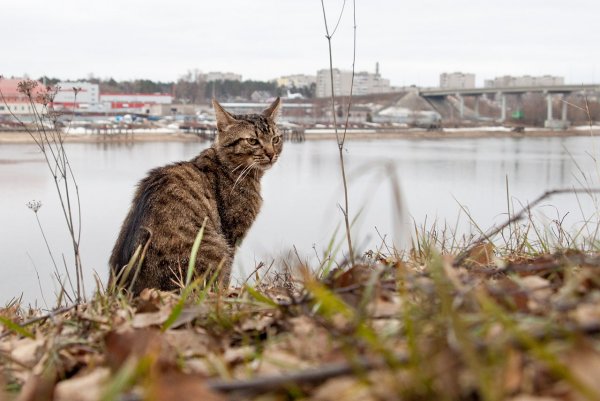 Волжский кот