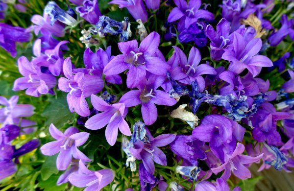 И снова фиолетовые цветочки