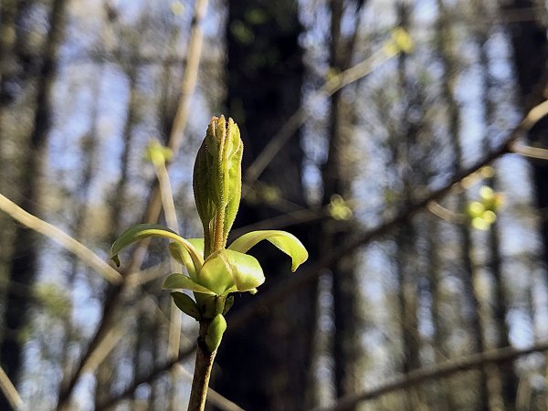 Весна в местных джунглях