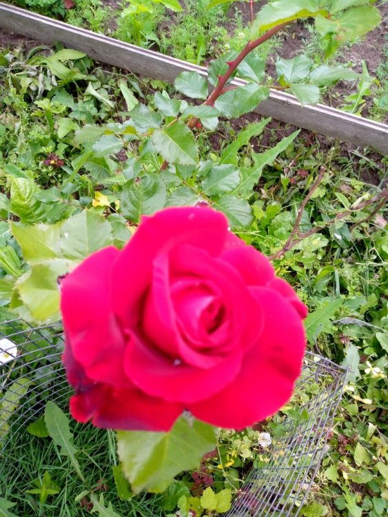 1.роза.jpg
