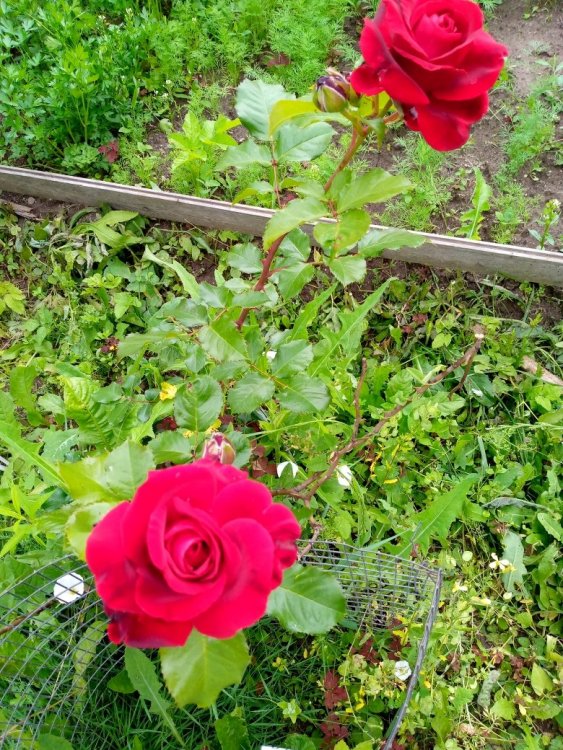 1.2 роза.jpg