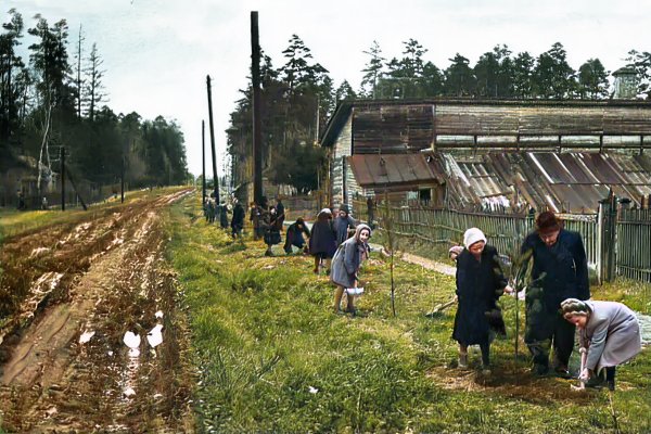 Мамонтовка, ул.Ленточка (1953г.)