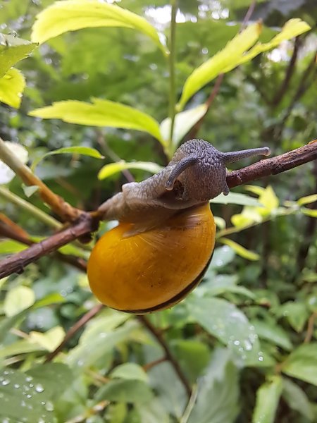 Пер аспера дер астра)
