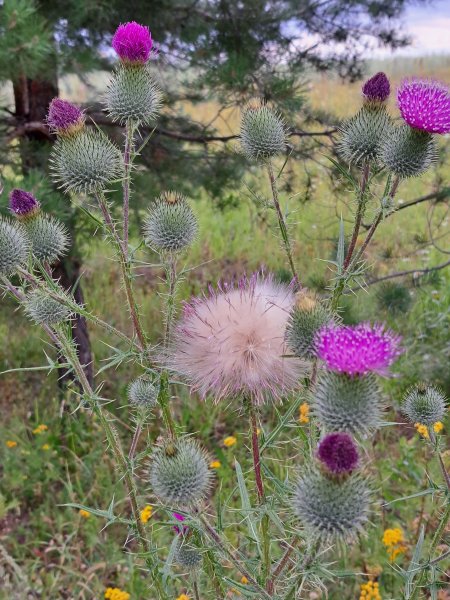 Фиолетовая пудра...