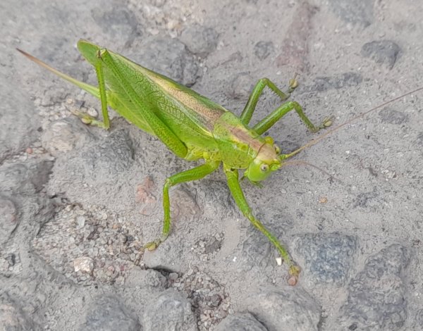 Зелёненький он был