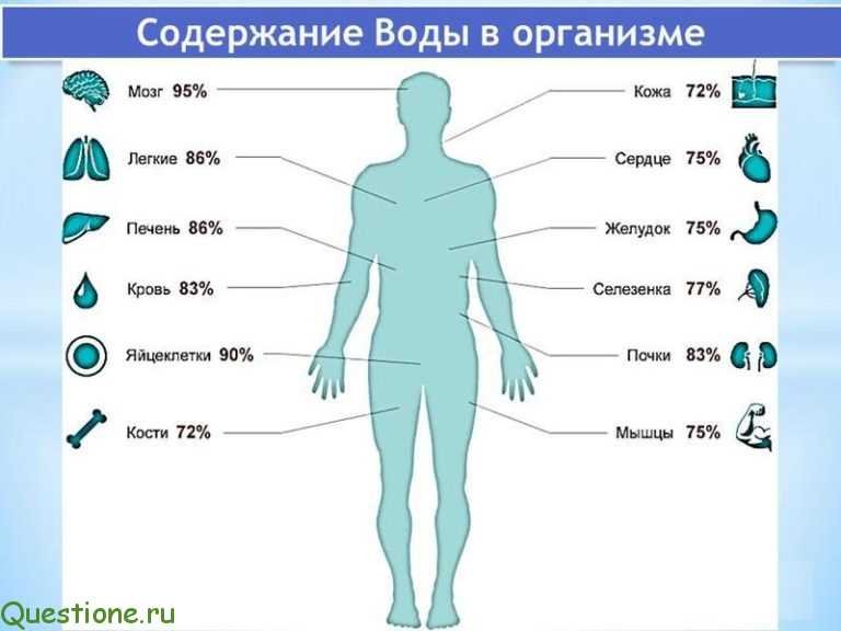 CHelovek-sostoit-iz-vody-na-skolko-protsentov-1.jpg.c3b31b6ee2ad0587557cb2ad97f0092f.jpg