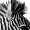 zebraчка