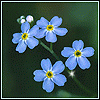 Forget_me_not